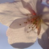 IMGP2258