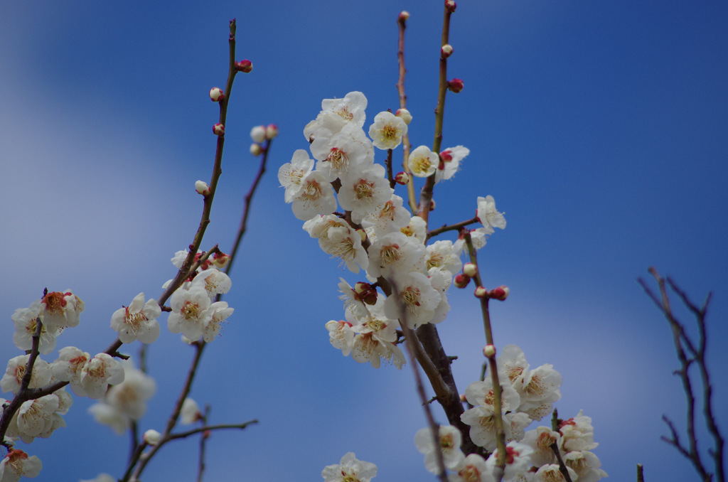 今は春べと 咲くやこの花