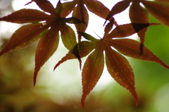 もう紅い
