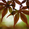 もう紅い