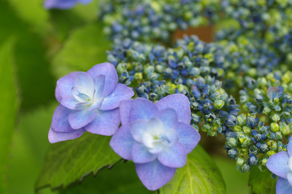 額紫陽花