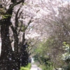 桜吹雪