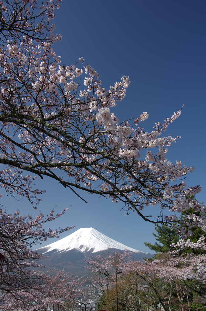 遅めの春