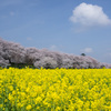 権現堂桜堤