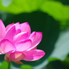 輝く古代の蓮