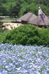 こいのぼり