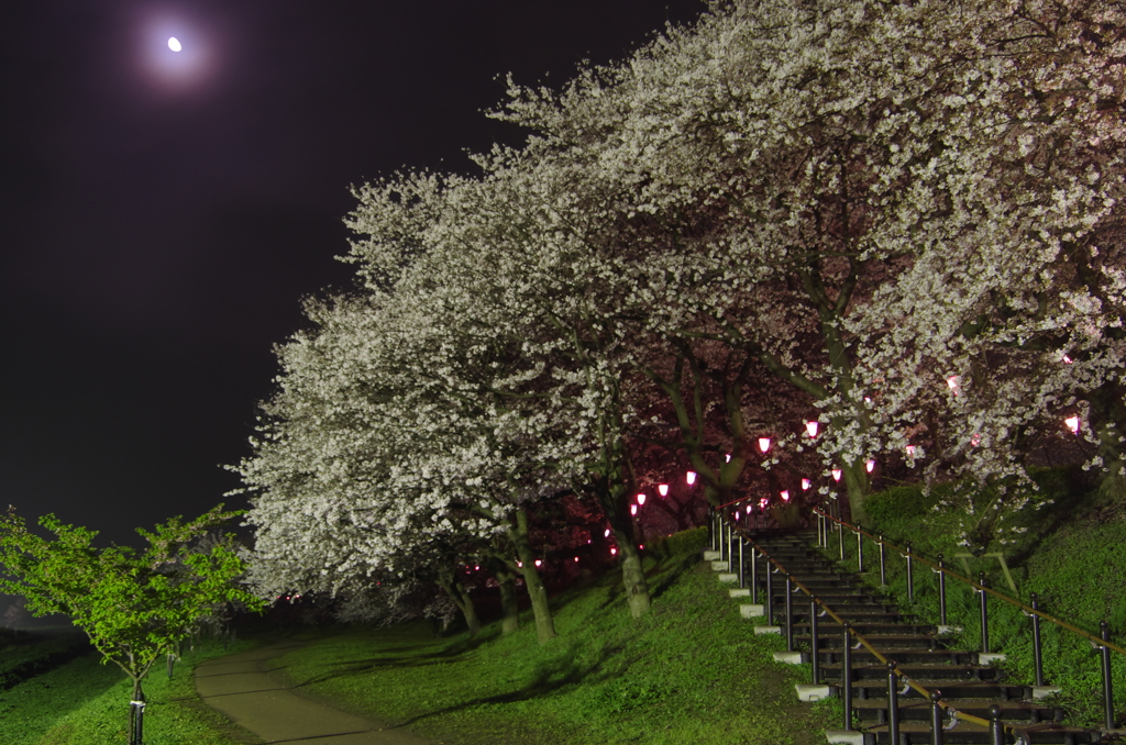 月夜桜