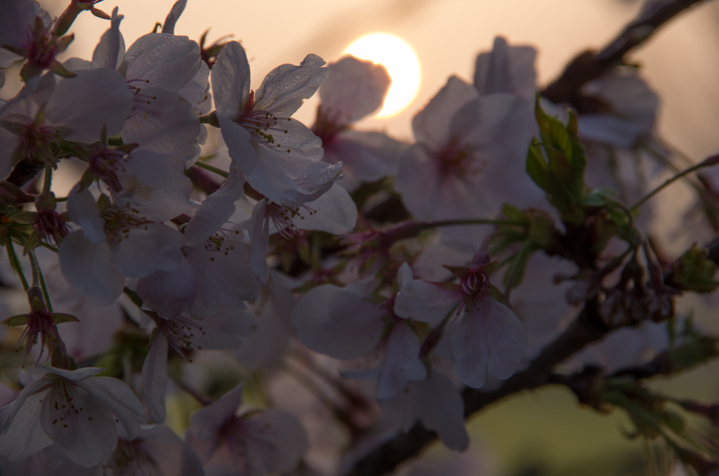 朝陽と桜