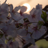 朝陽と桜