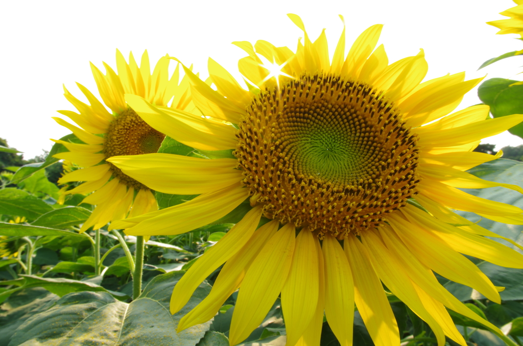 太陽の花