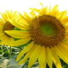 太陽の花