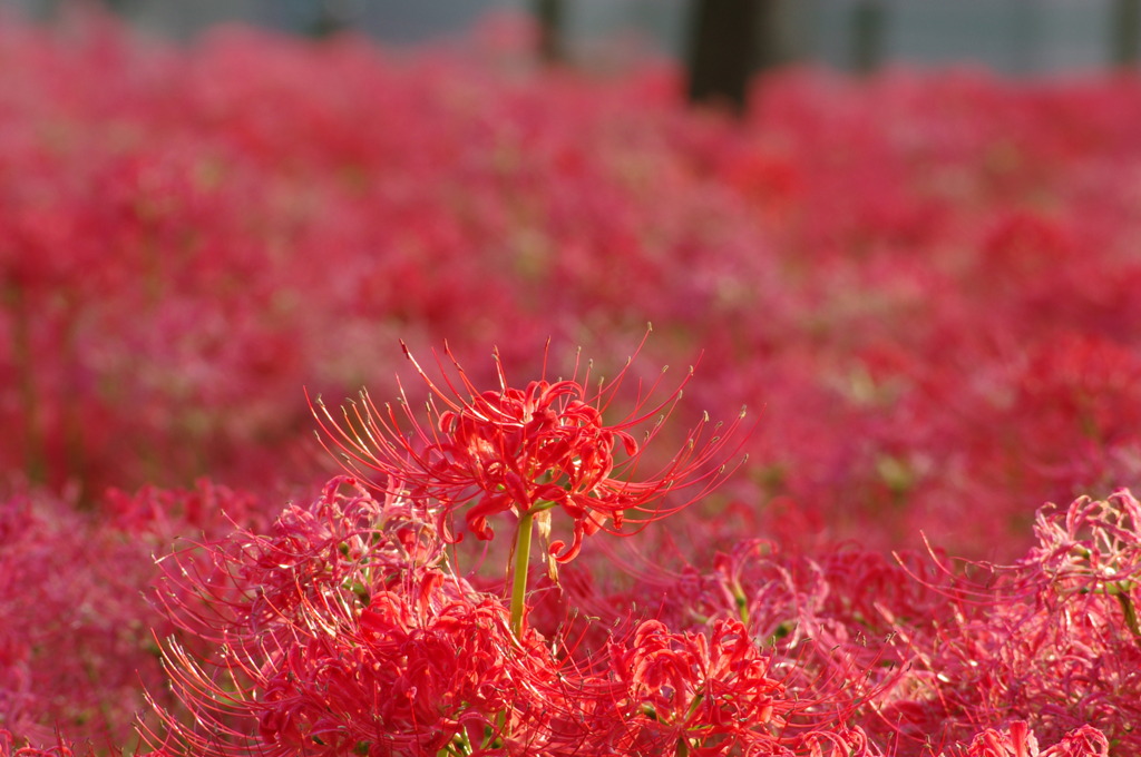 朝日を浴びた曼珠沙華