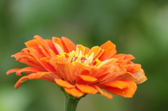 IMGP4049