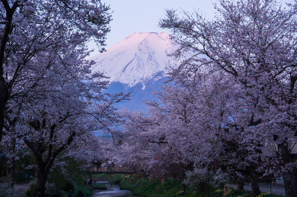 桜色