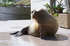 セクシーポーズ