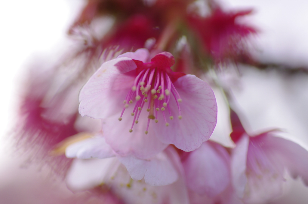 IMGP0955