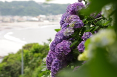 紫陽花と由比ガ浜