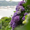 紫陽花と由比ガ浜
