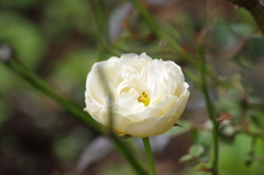 IMGP4062