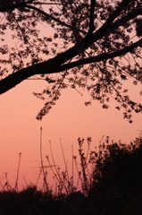 桜と桜色の空