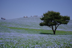丘の木