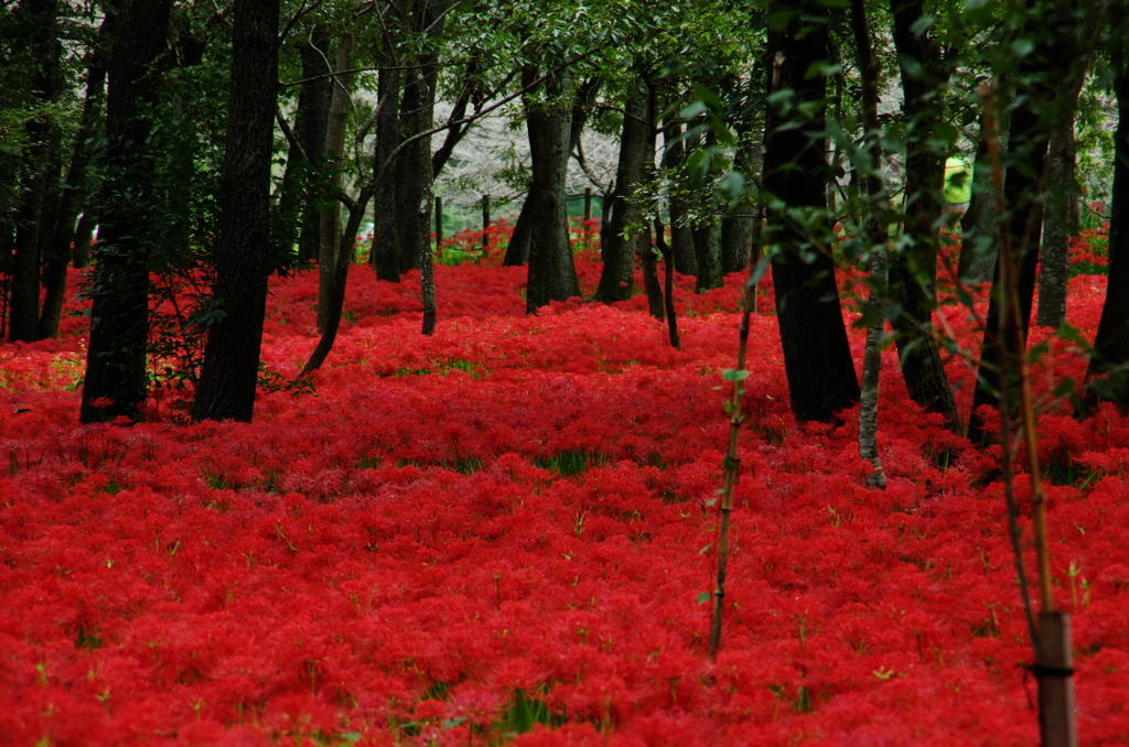 真紅の