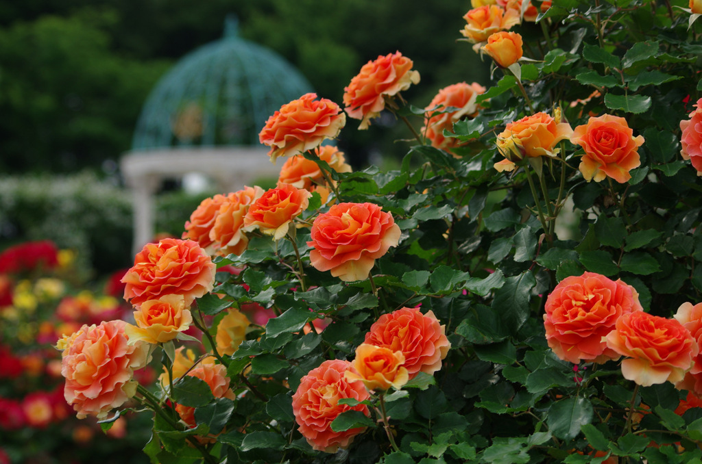 Rosegarden