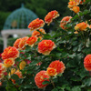 Rosegarden