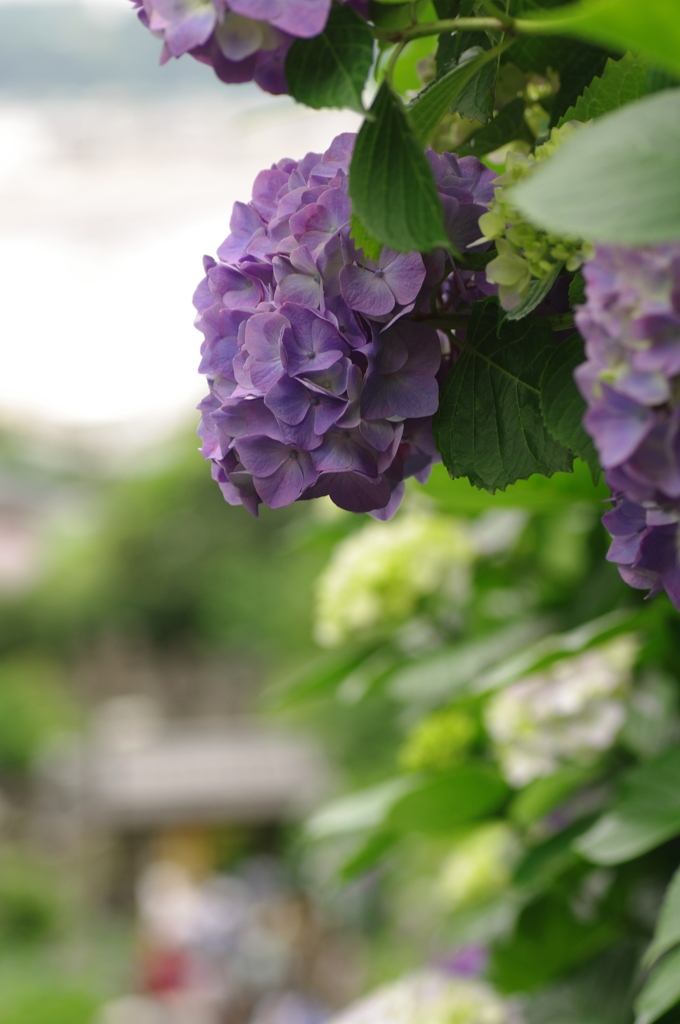 成就院の紫陽花