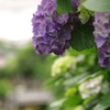 成就院の紫陽花