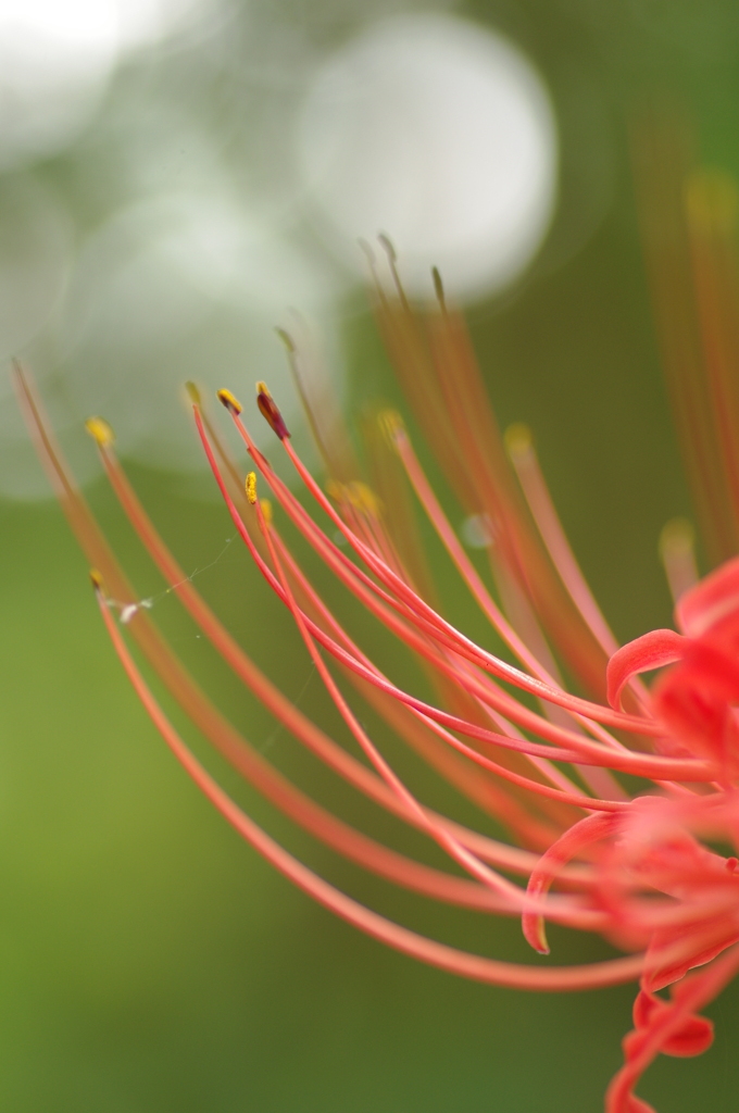 曼珠沙華のしべ