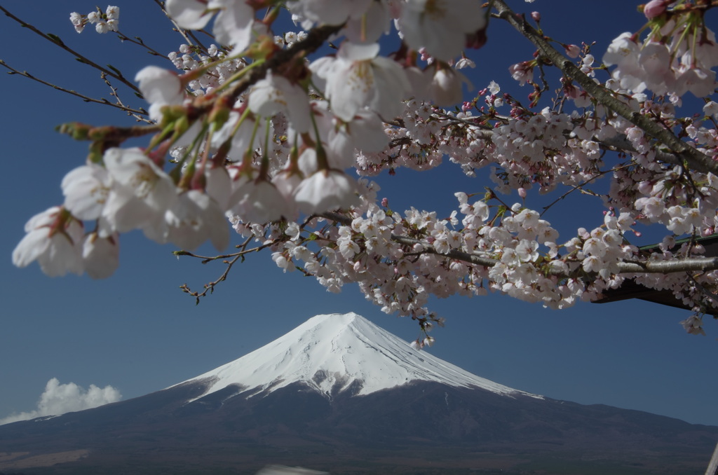 日本の春