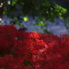 紅と緑