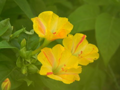 白粉花