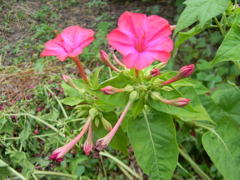 白粉花２