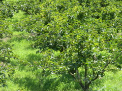 DSCN1184