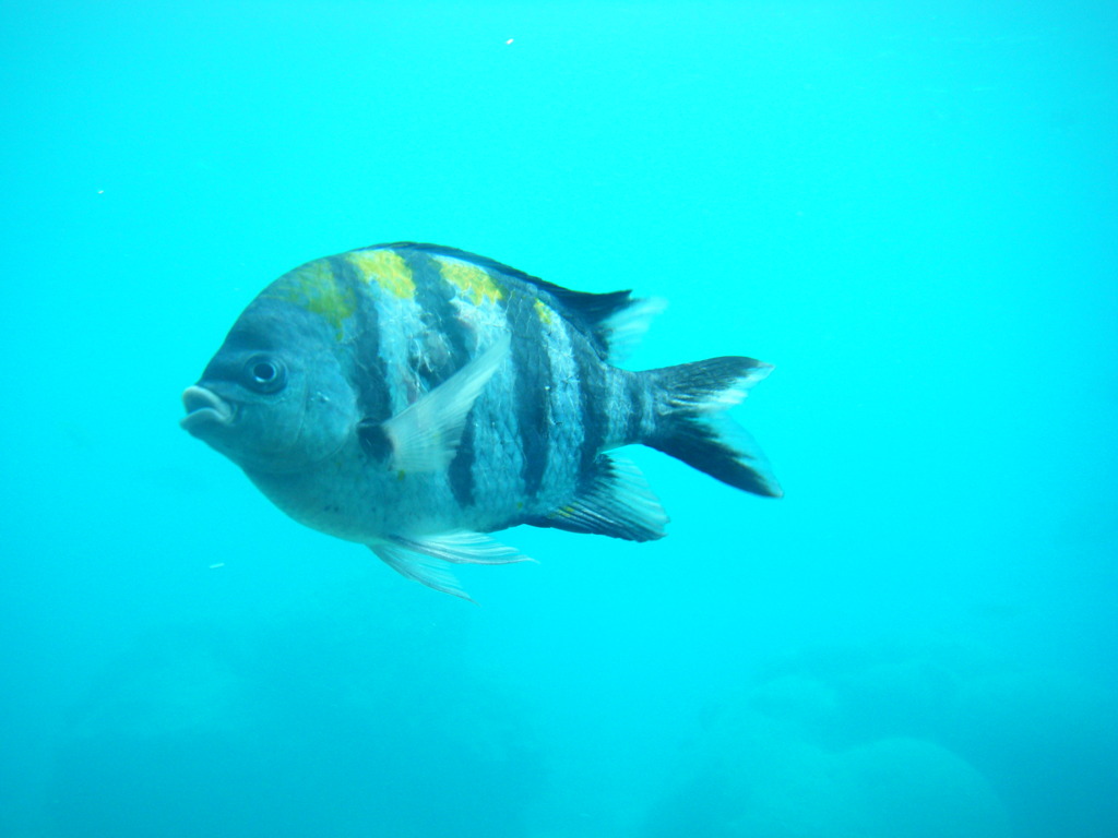 海の中での生活