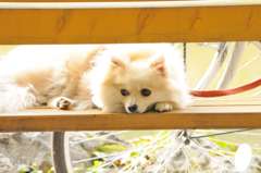 ベンチに座ってた犬