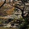 小石川後楽園２