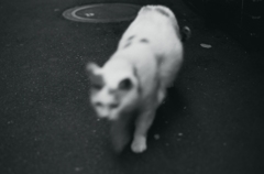 浮かび上がった白猫