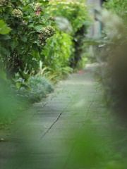 蝉鳴く 夏の裏路地