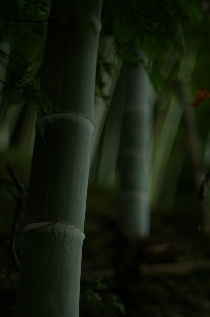 bamboo grove