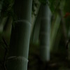 bamboo grove