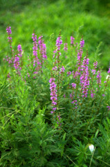 野の花