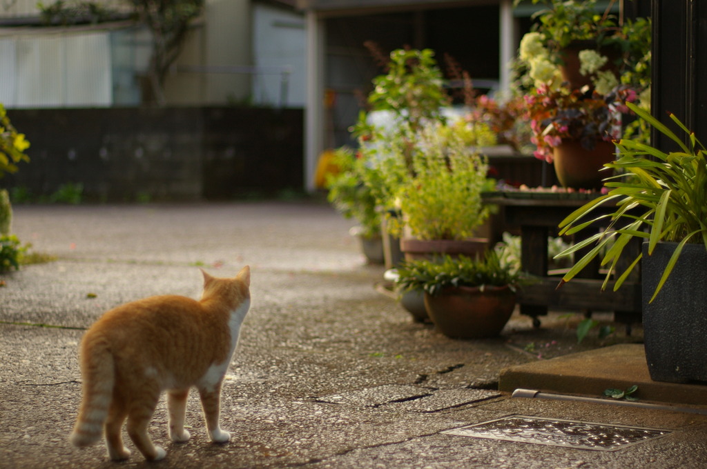 雨上がり