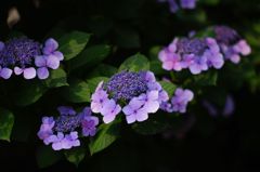 IMGP0913