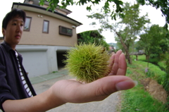 手栗