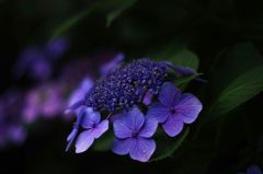 IMGP0900-2
