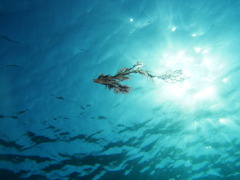 魚になりたかった海藻