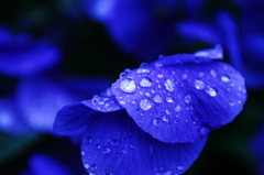 雨上がり